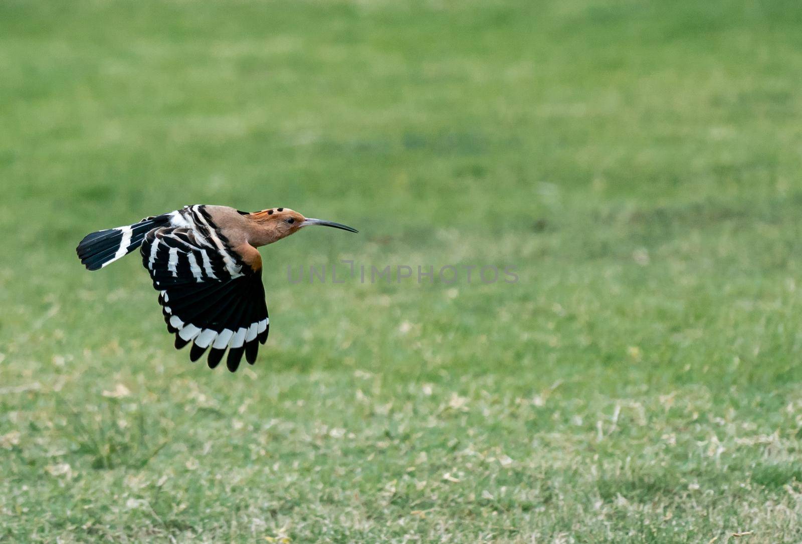 Eurasian hoopoe (Upupa epops) flying searching for food on the green yard. by sirawit99