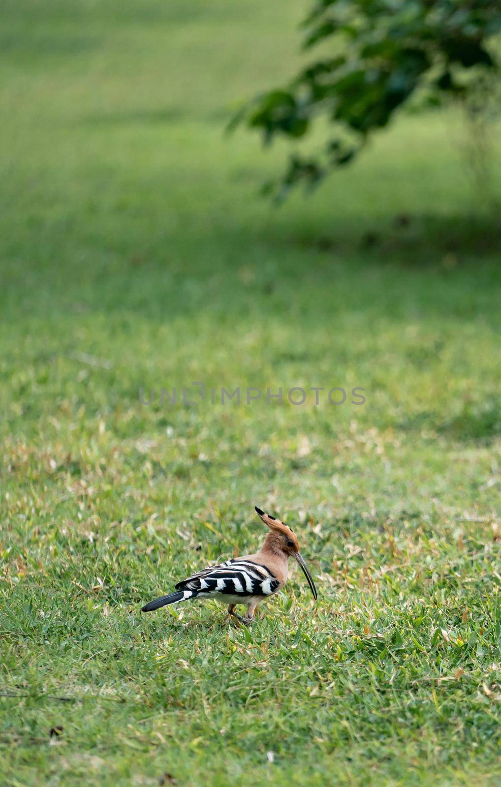 Eurasian hoopoe (Upupa epops) walking searching for food on the green yard.