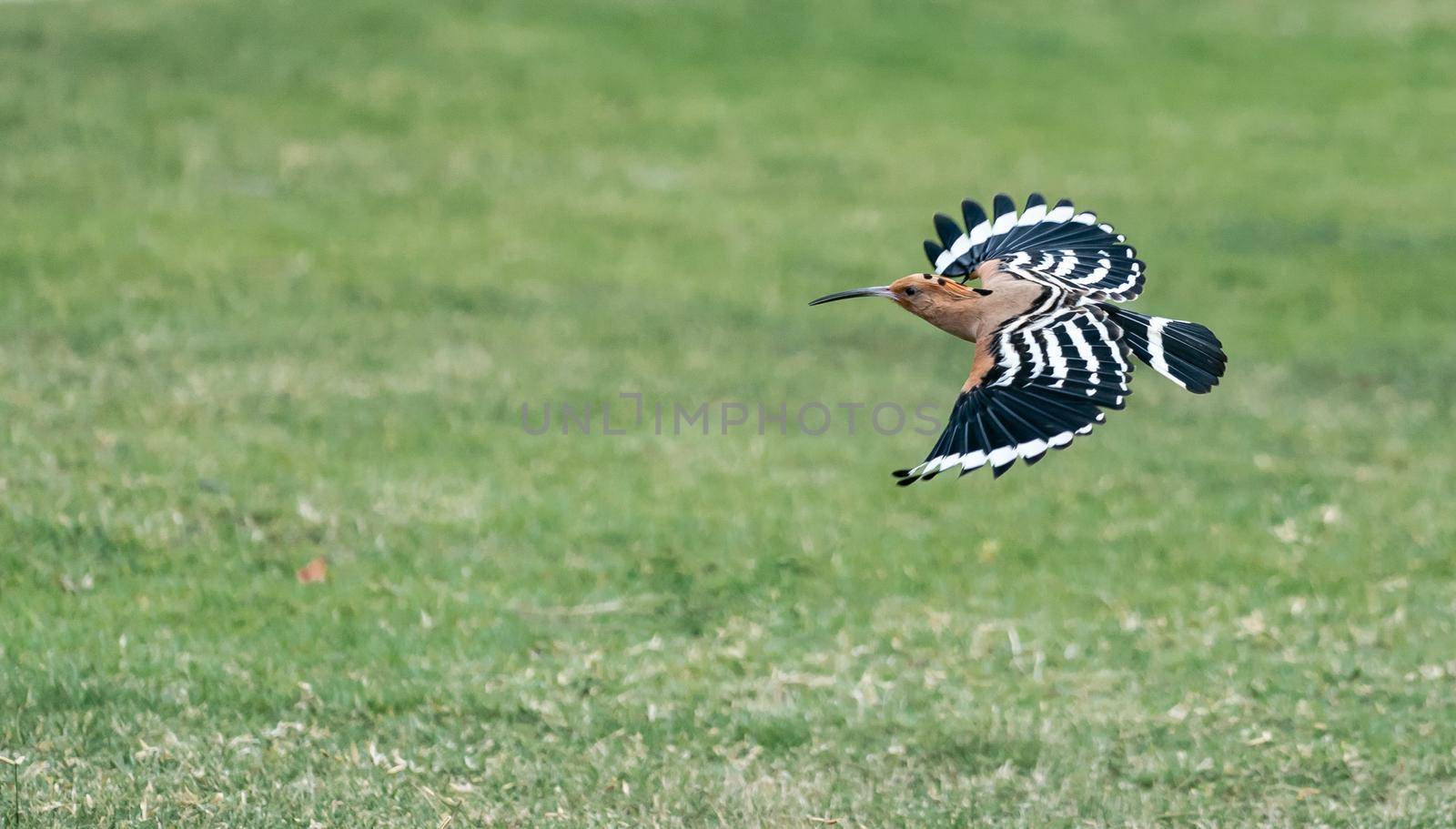 Eurasian hoopoe (Upupa epops) flying searching for food on the green yard.