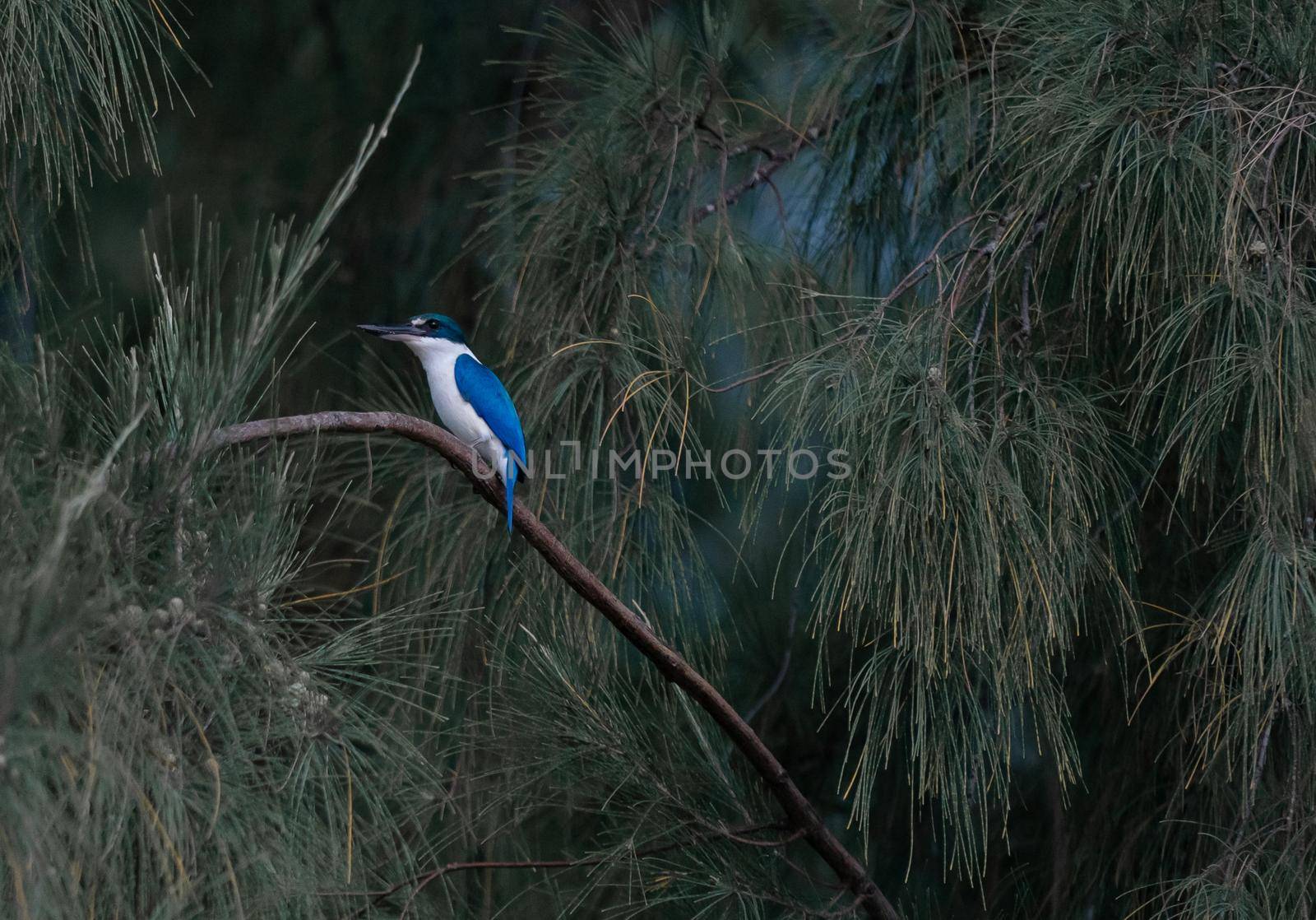 The Collared Kingfisher (Todiramphus chloris) standing on a branch. by sirawit99