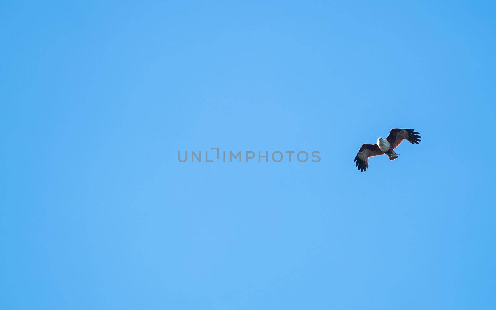 Hawk flying high above in the blue sky. by sirawit99
