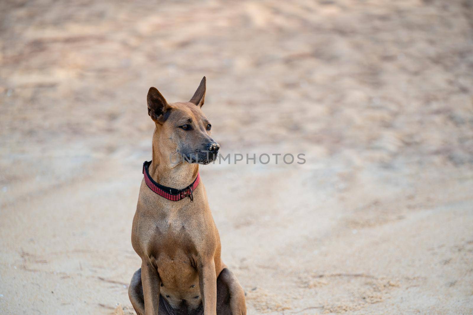 A brown dog sitting on the sand beach looking at something.