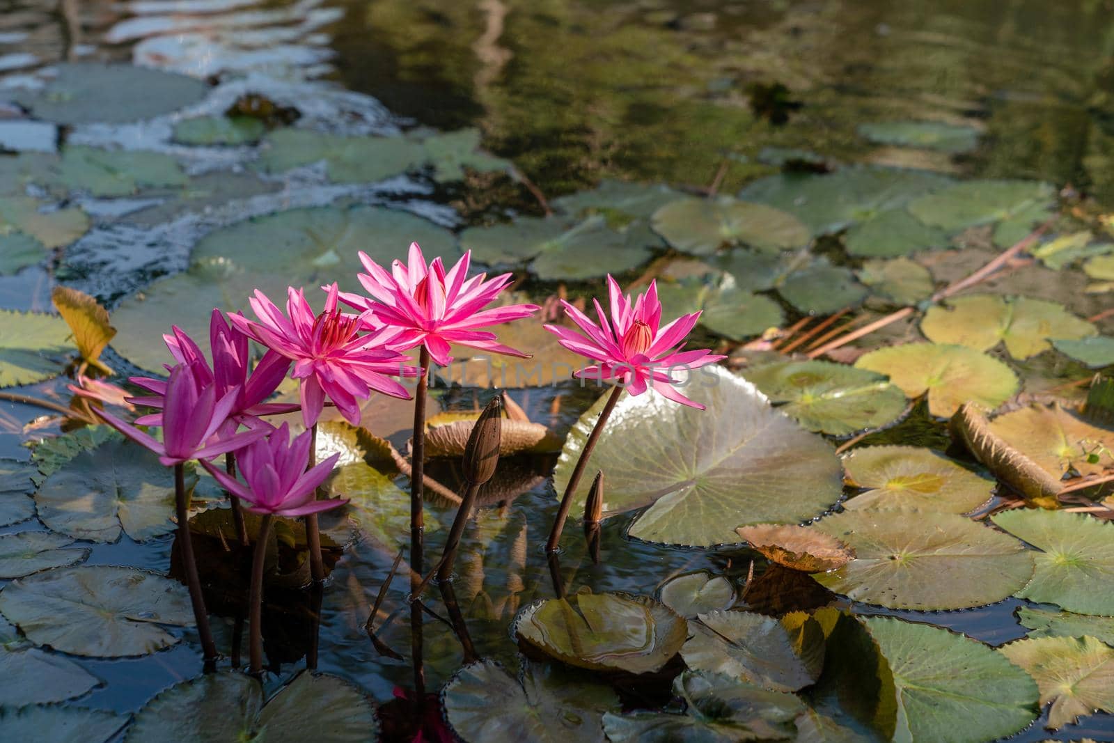 Group of pink waterlily or lotus flower in pond. by sirawit99