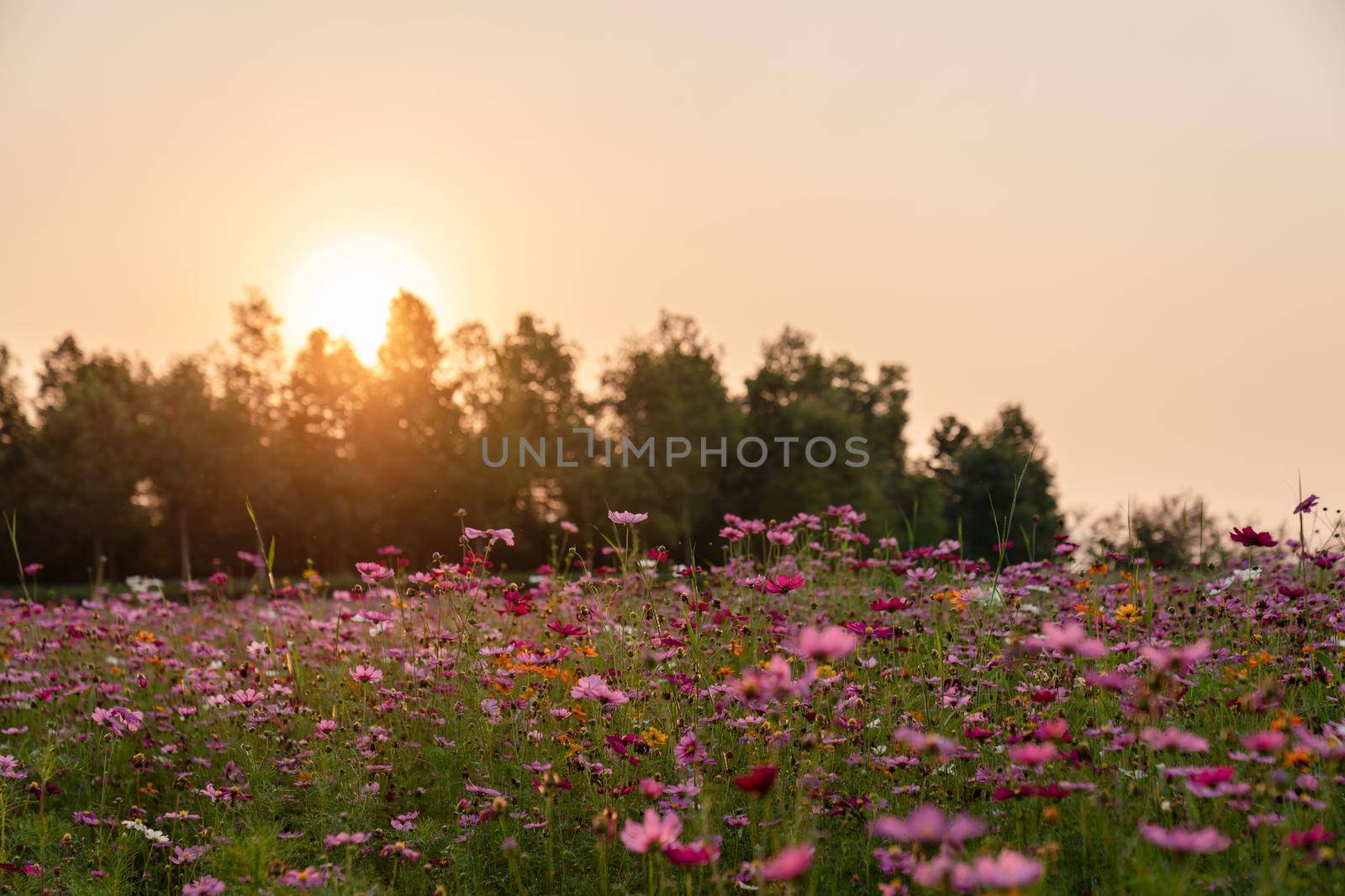 Colorful Cosmos flower field blooming on sunset. by sirawit99