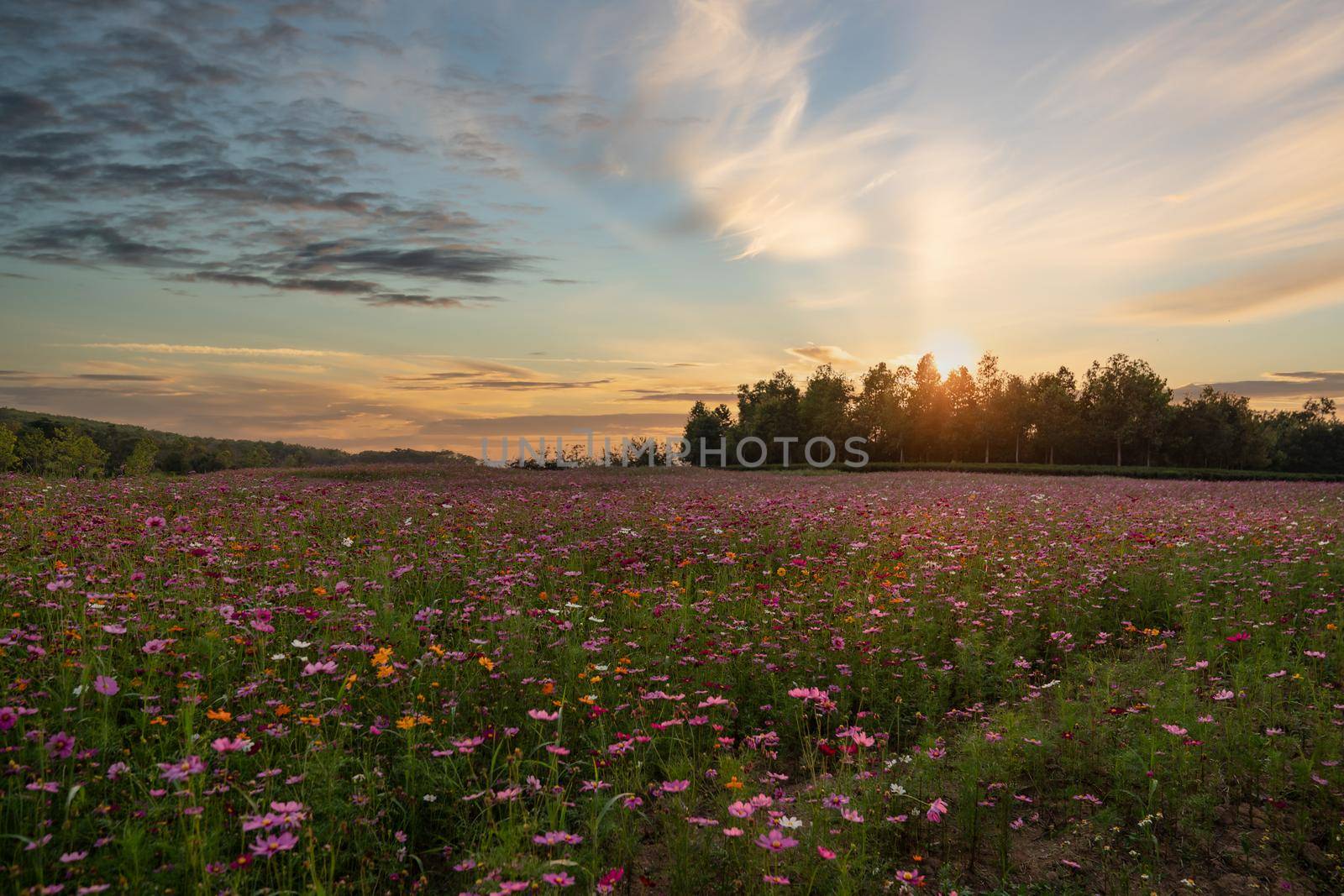 Colorful Cosmos flower field blooming on sunset. by sirawit99