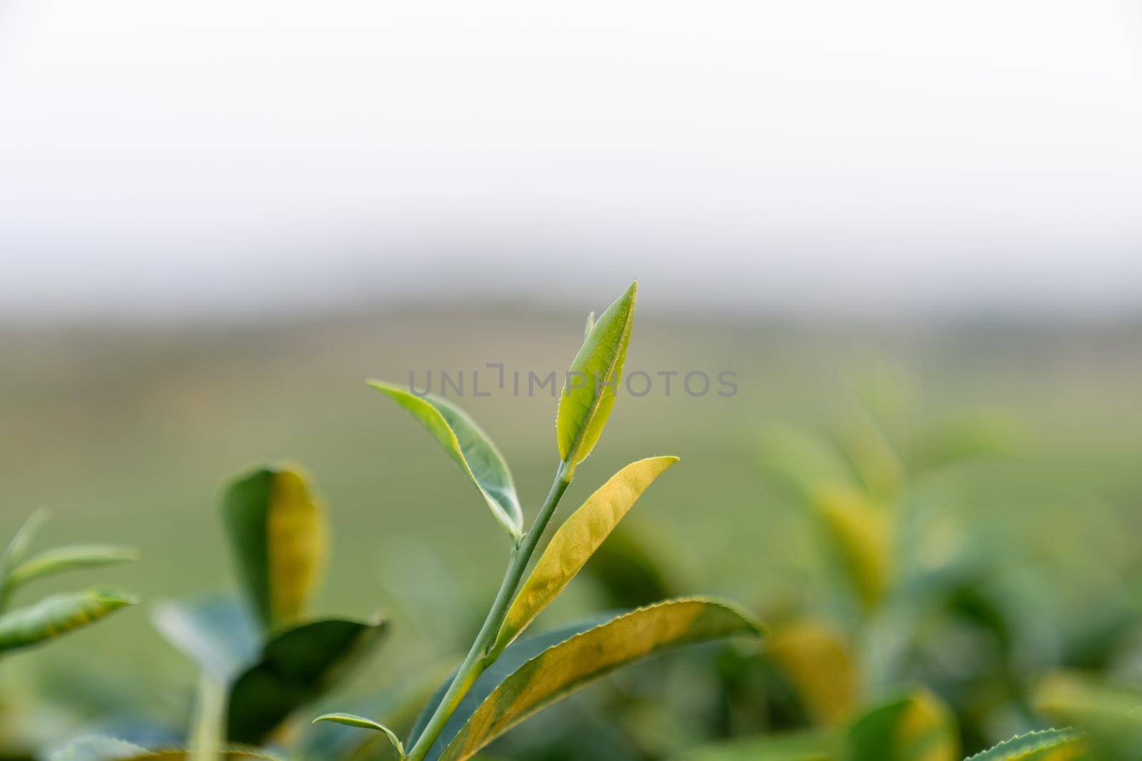 Top of Green tea leaf in the morning blurred background. Closeup.