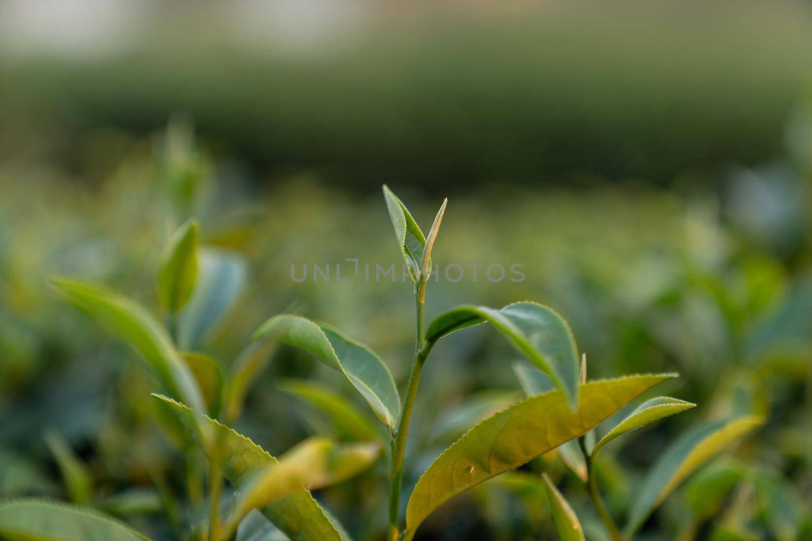Top of Green tea leaf in the morning blurred background. Closeup. by sirawit99