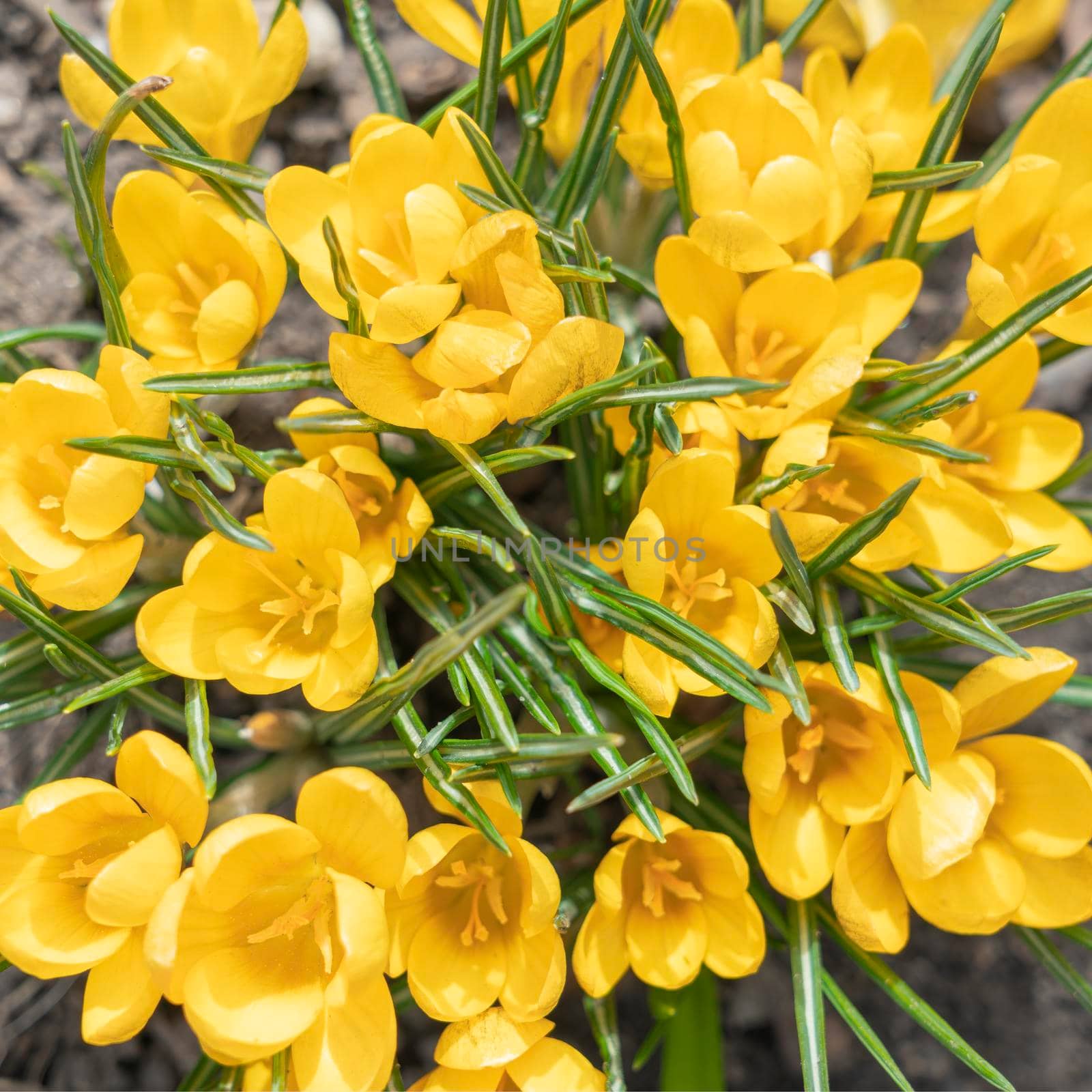 yellow crocuses close up on a beautiful background. High quality photo
