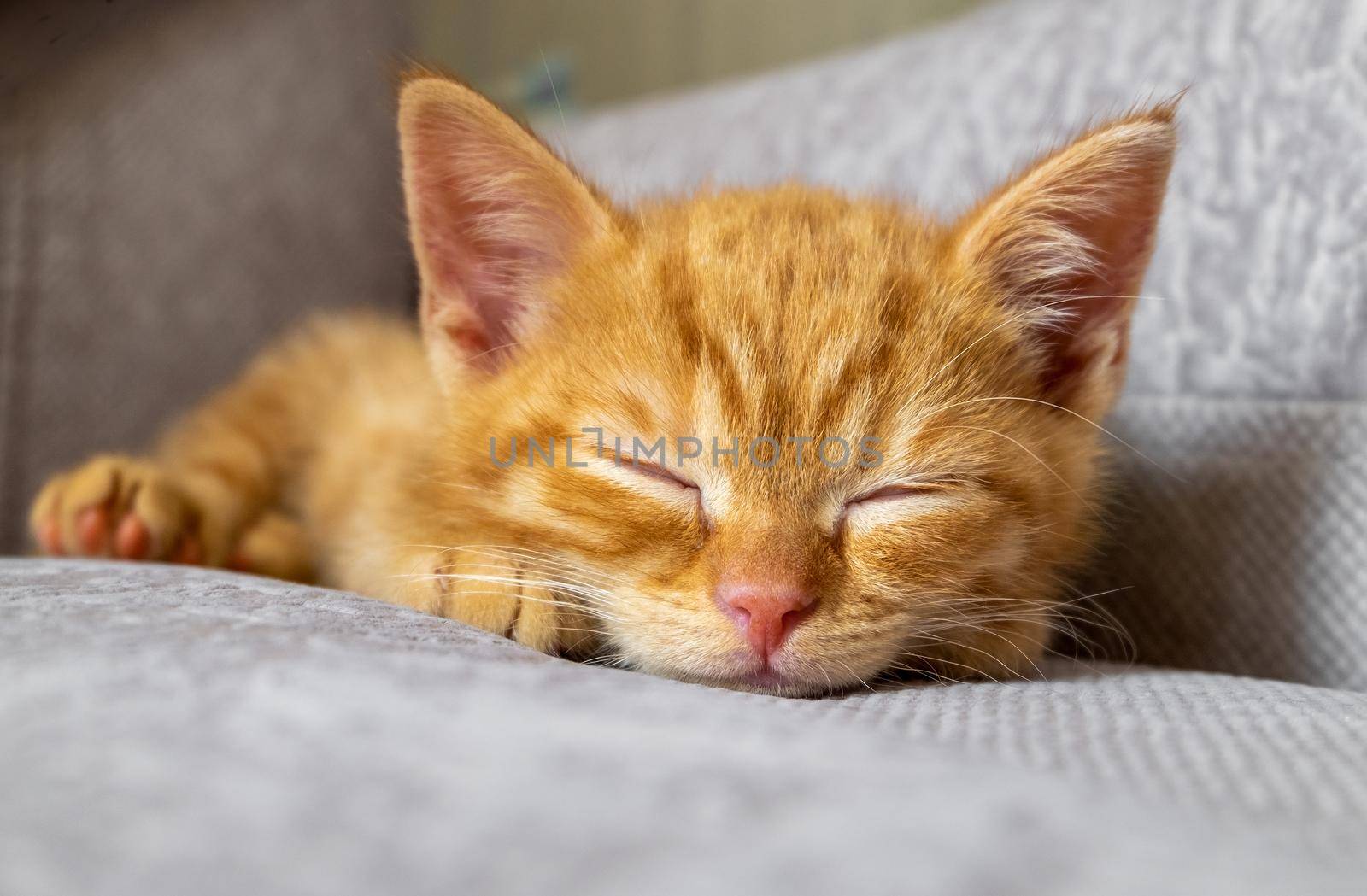 The little ginger kitten is tired and sleeps on the couch. Pets, pet care concept. Selective focus.