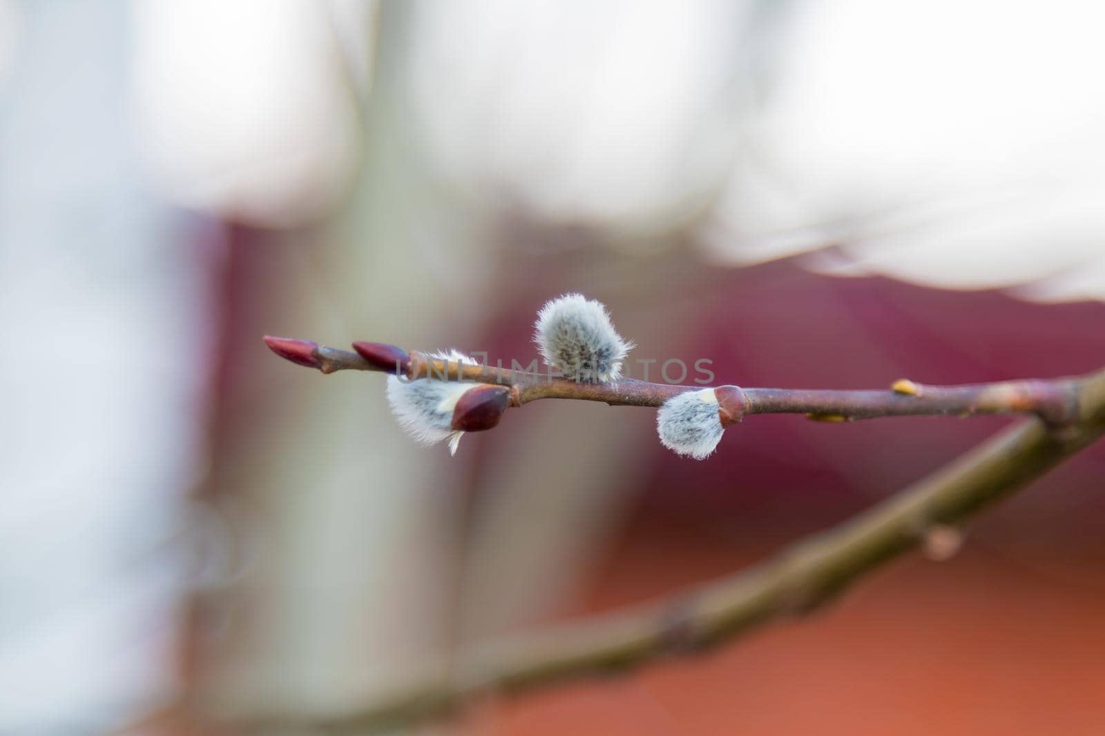 Willow twigs on a blurred background. Easter, spring bloom.