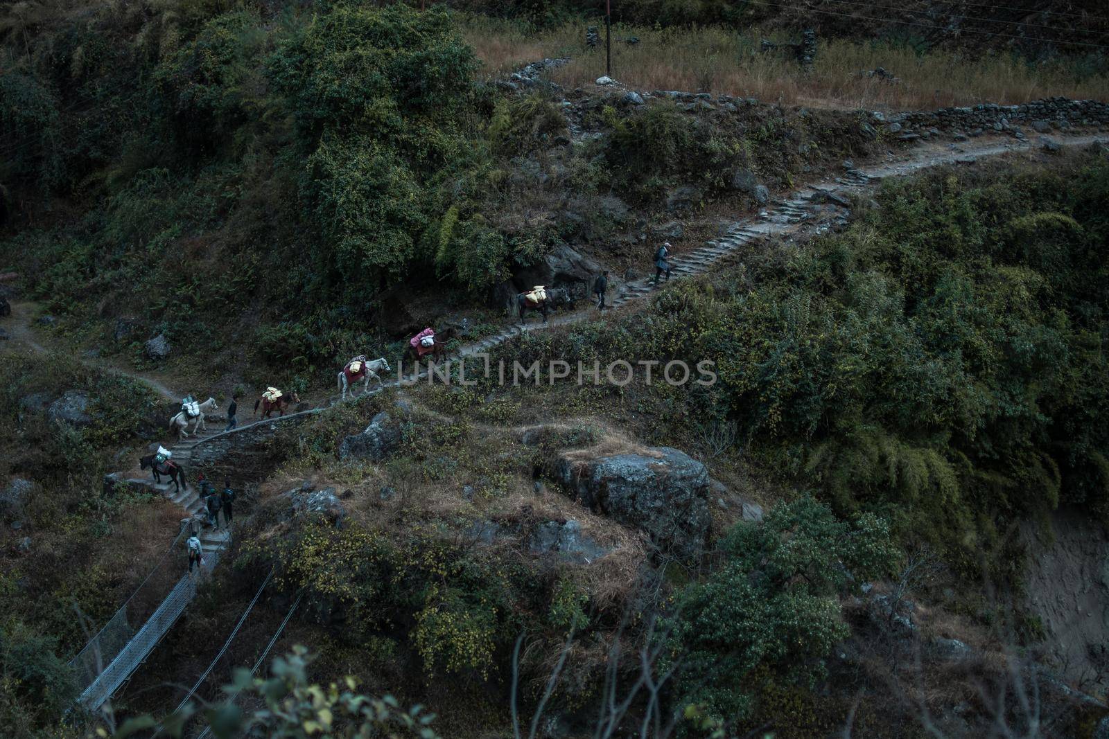 Mule donkey caravan transportation walking up stairs along Annapurna circuit, Himalaya, Nepal, Asia