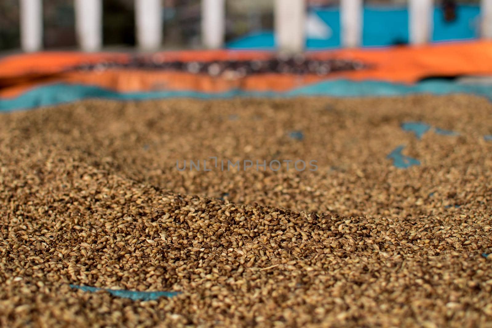 Dried lentils spread out on blue tarp by arvidnorberg