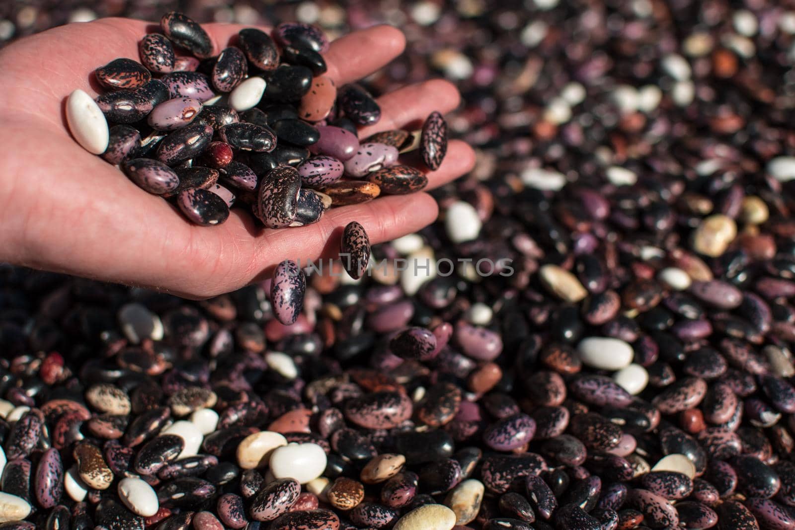 Hand pouring dried colorful beans through fingers onto more beans in pile