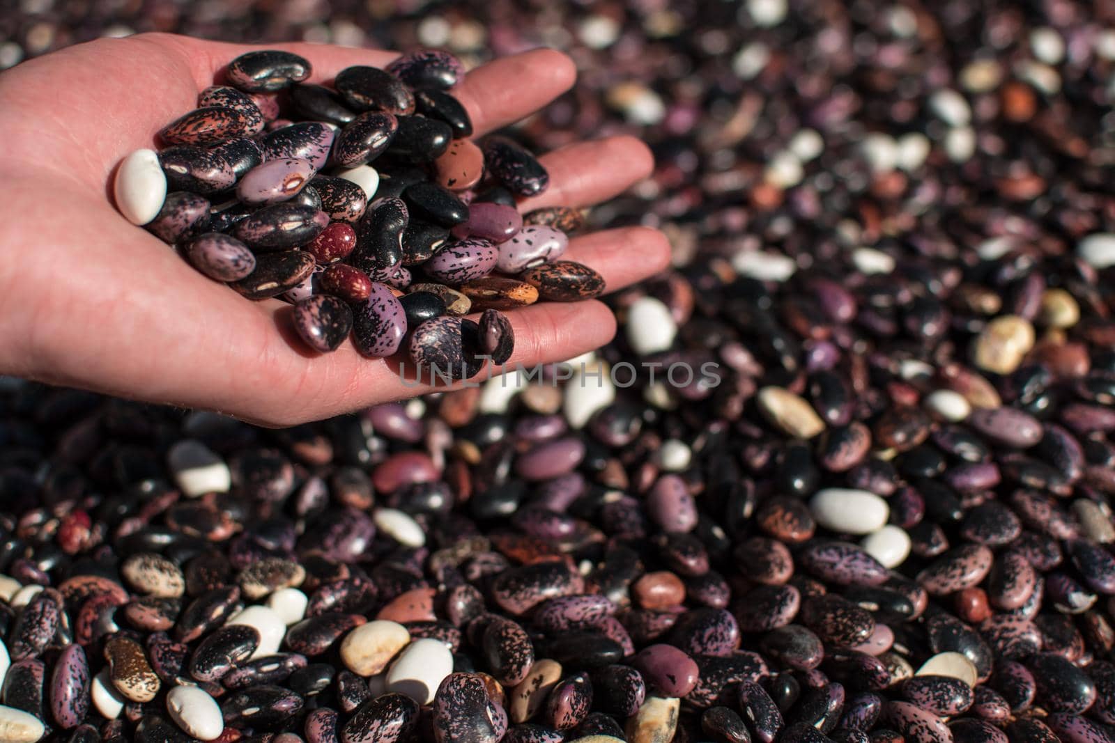 Hand pouring dried colorful beans through fingers onto more beans in pile