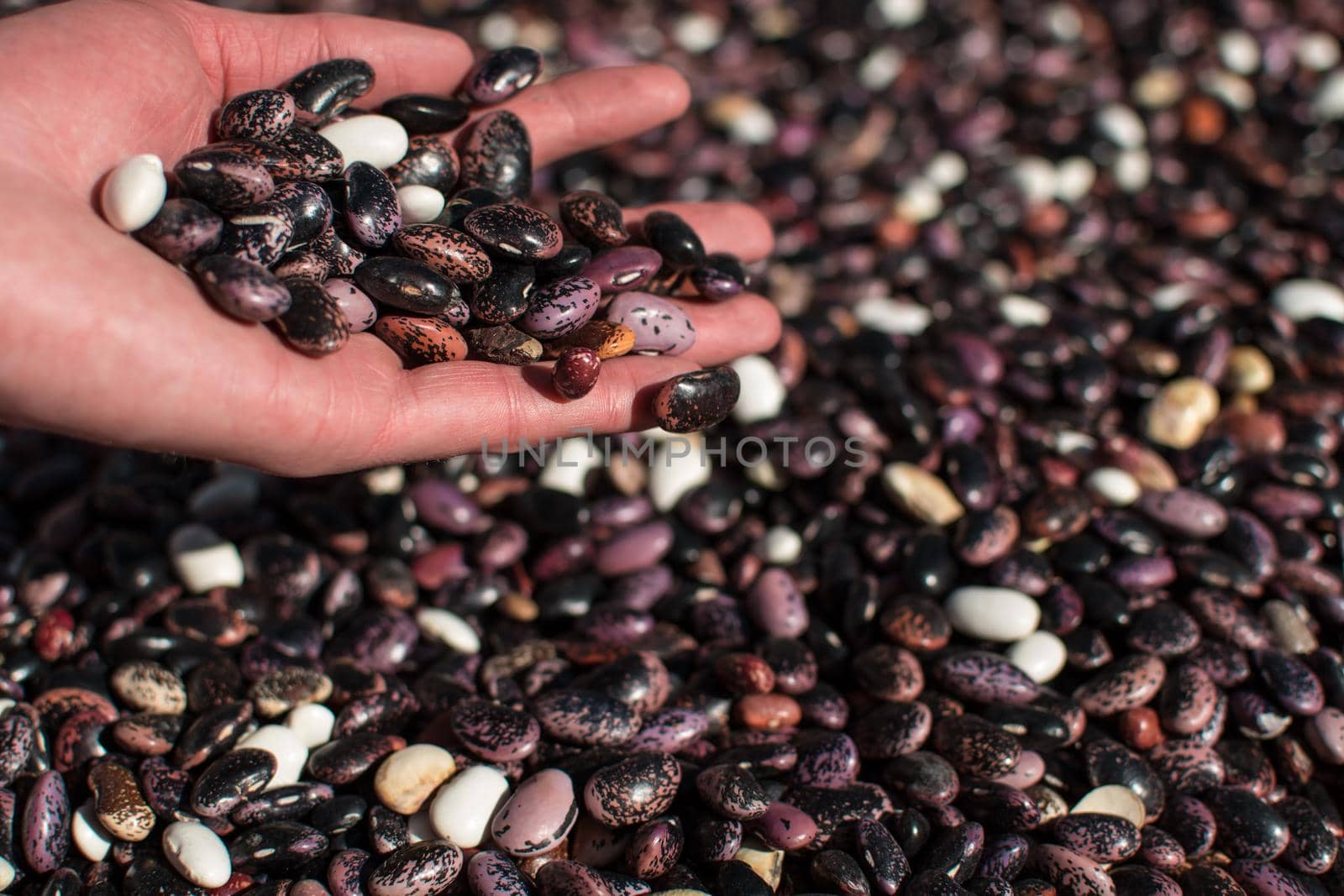 Hand pouring dried colorful beans through fingers onto more beans in pile