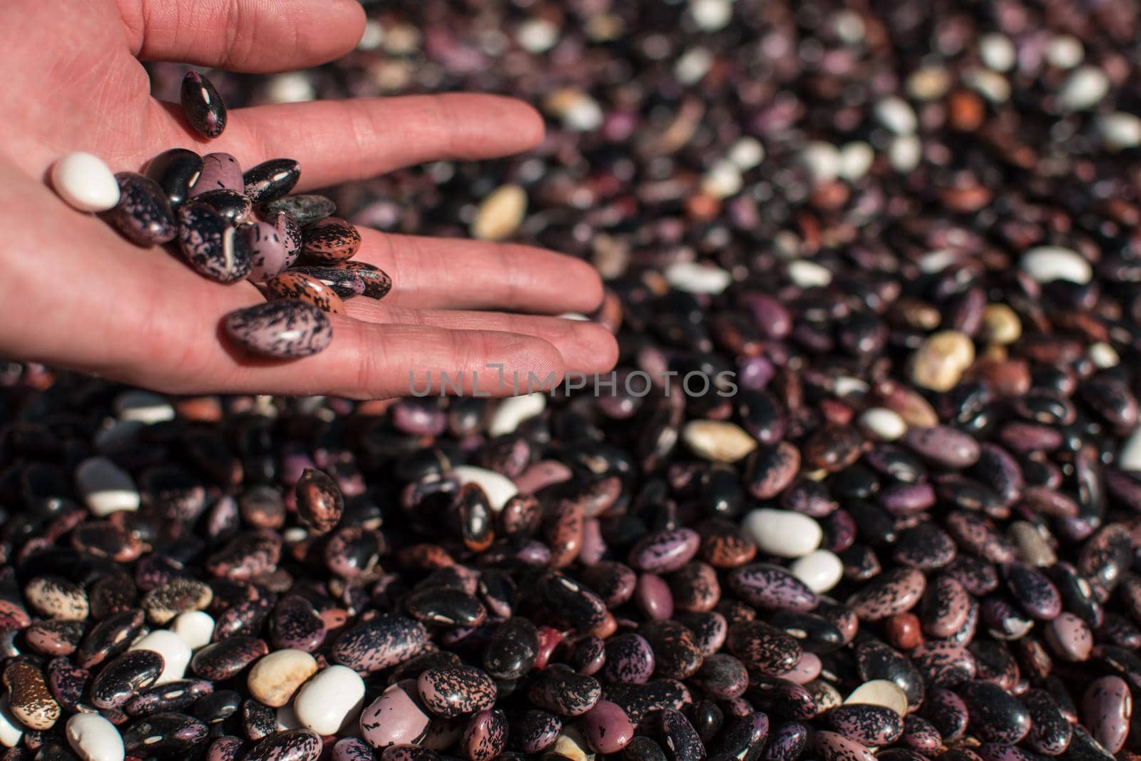 Hand pouring dried colorful beans through fingers by arvidnorberg