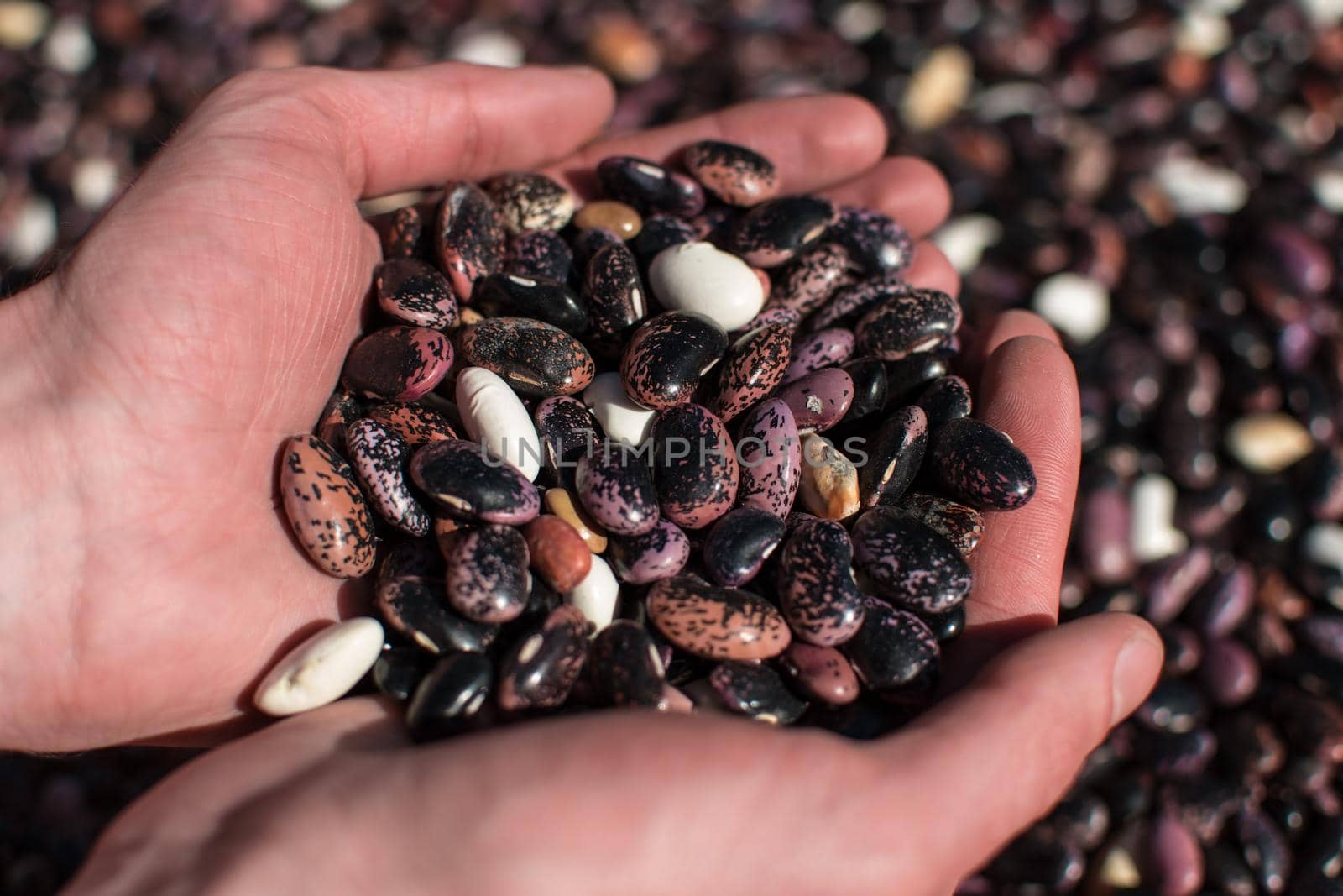 Two hands palming an assortment of colorful dried beans
