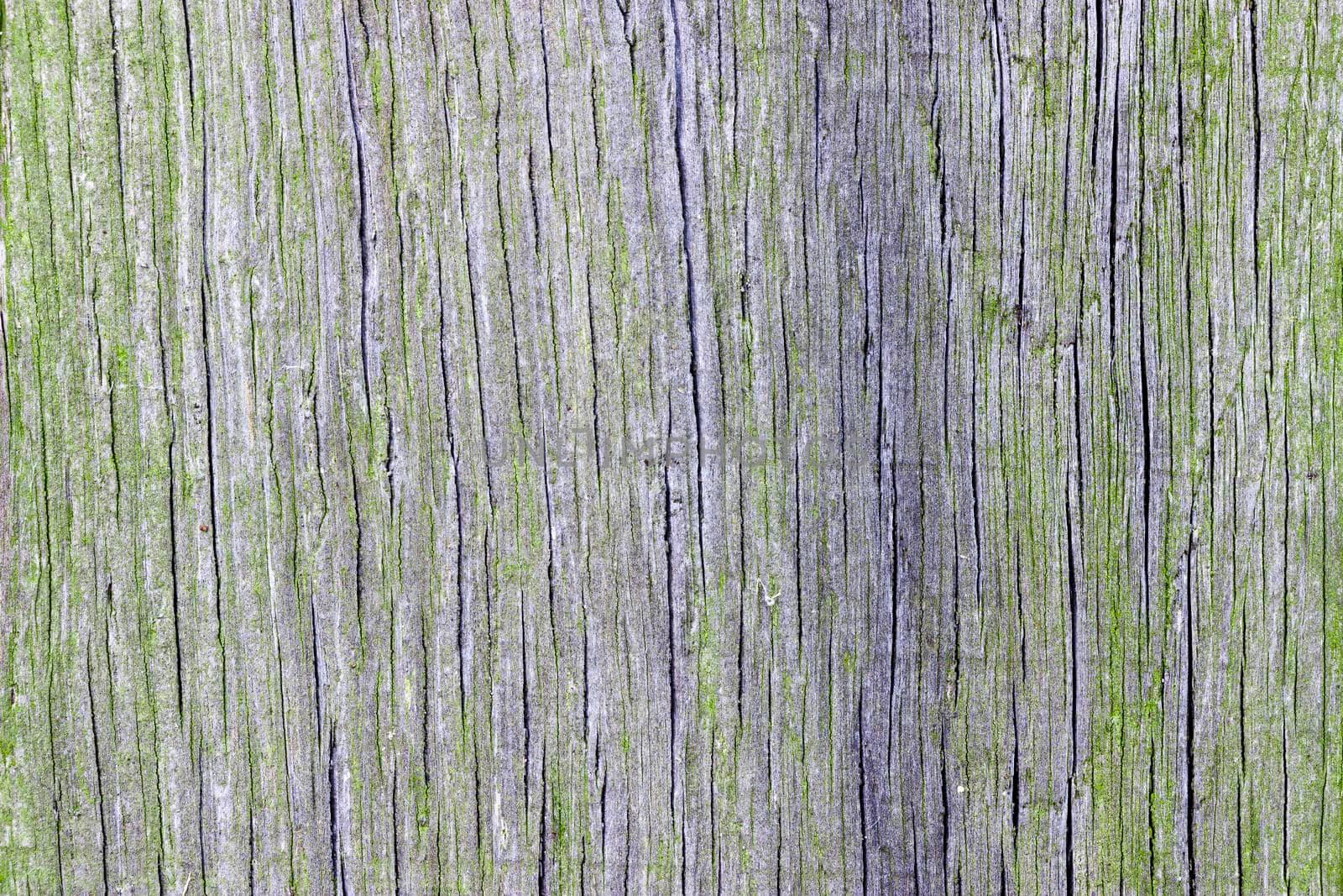 An abstract of weathered wood. The wood is heavily weathered and lightly cracked along the wood grain.