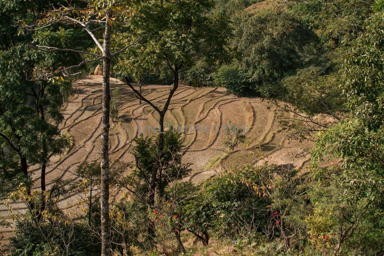 Terraced rice fields on a hillside in Nepal