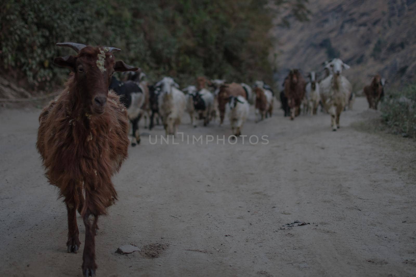 Beautiful goat herd walking on a dirt road in the nepalese mountains