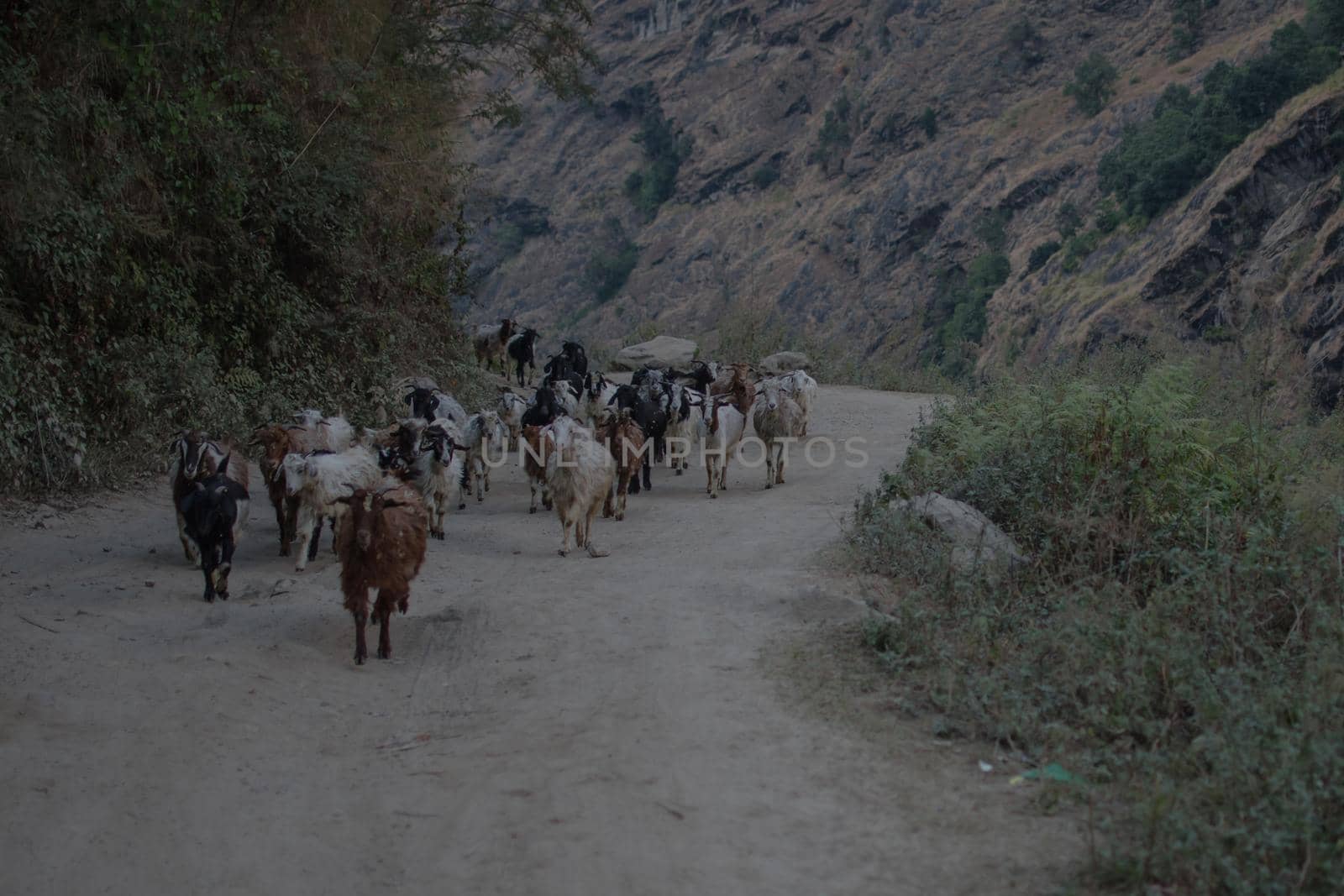 Beautiful goat herd walking on a dirt road in the nepalese mountains