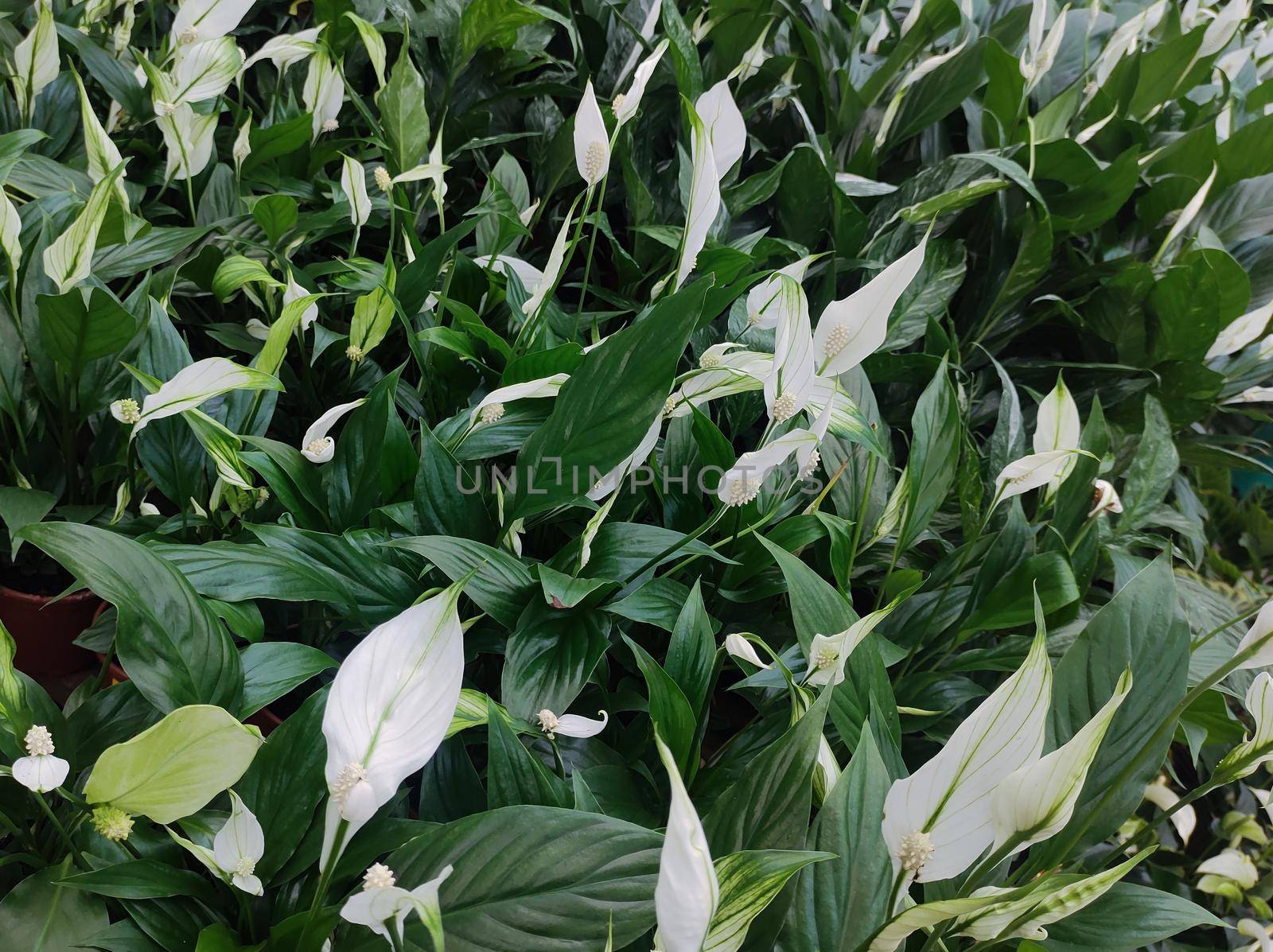 Garden bed with various flowers and foliage of peace lilies (Spathiphyllum wallisii), filling the picture.