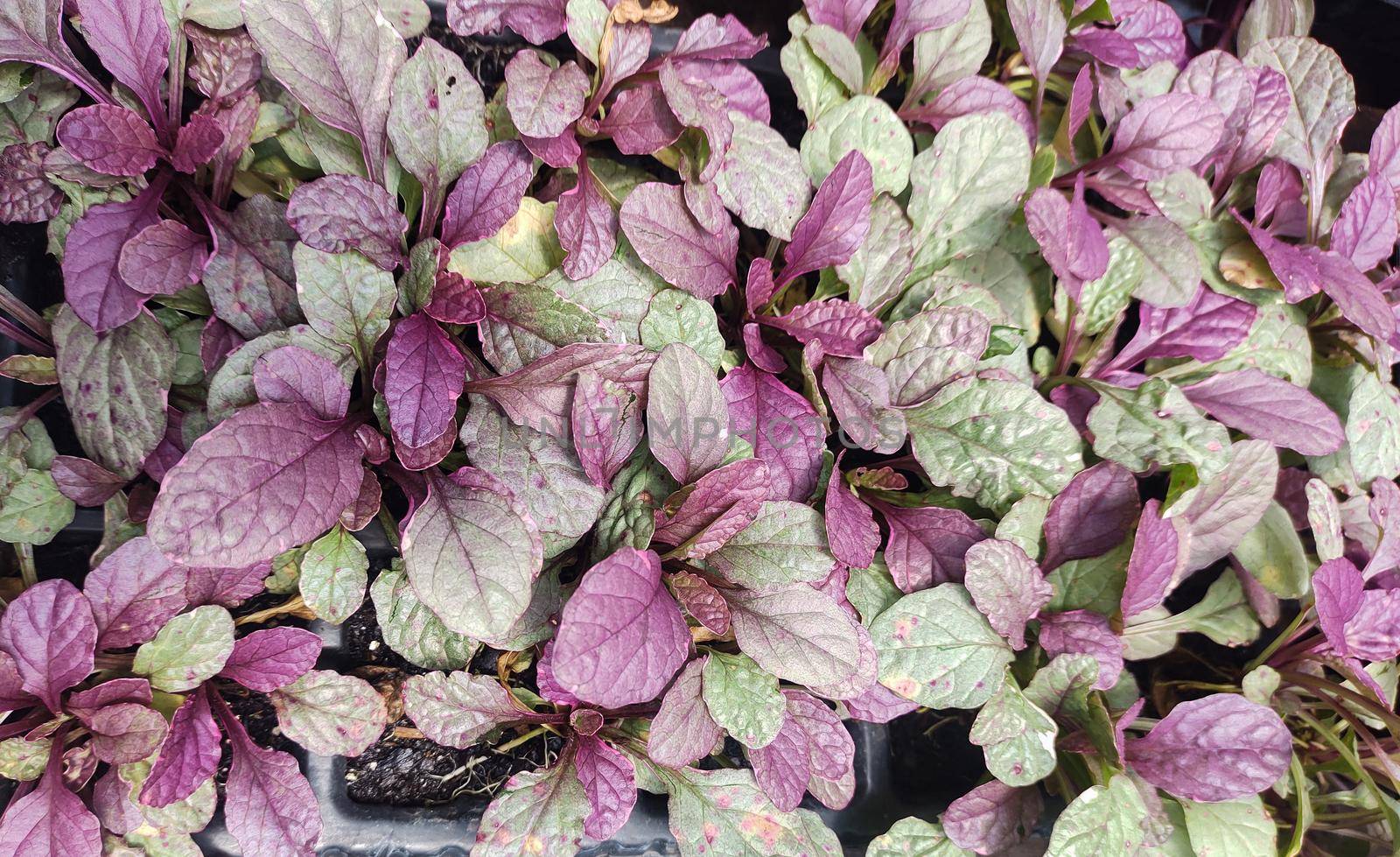 Top view of creeping garden foliage, purple and green (Ajuga reptans) filling the entire frame.