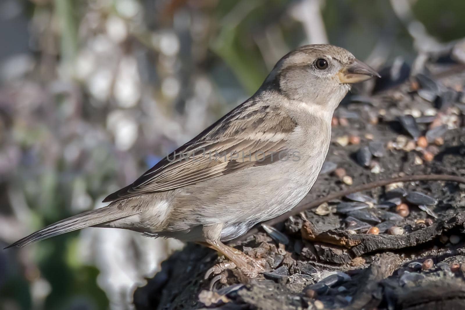 sparrow bird sitting on a wood by carfedeph