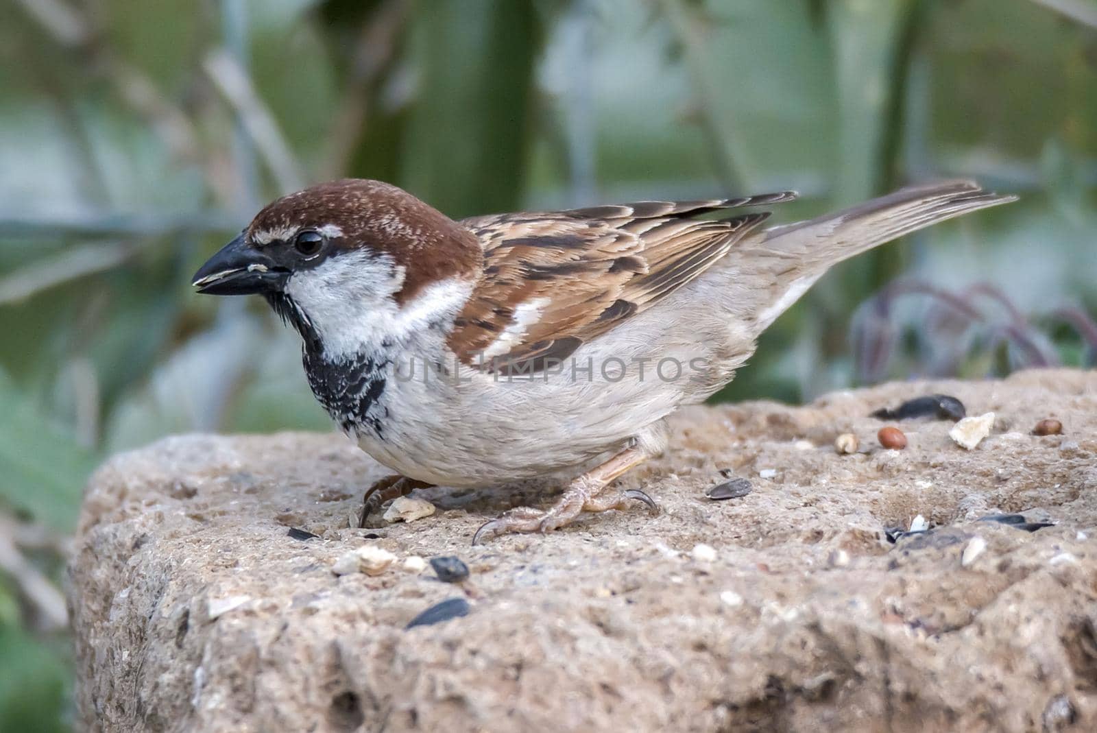 Sparrow resting on a log to eat in the morning