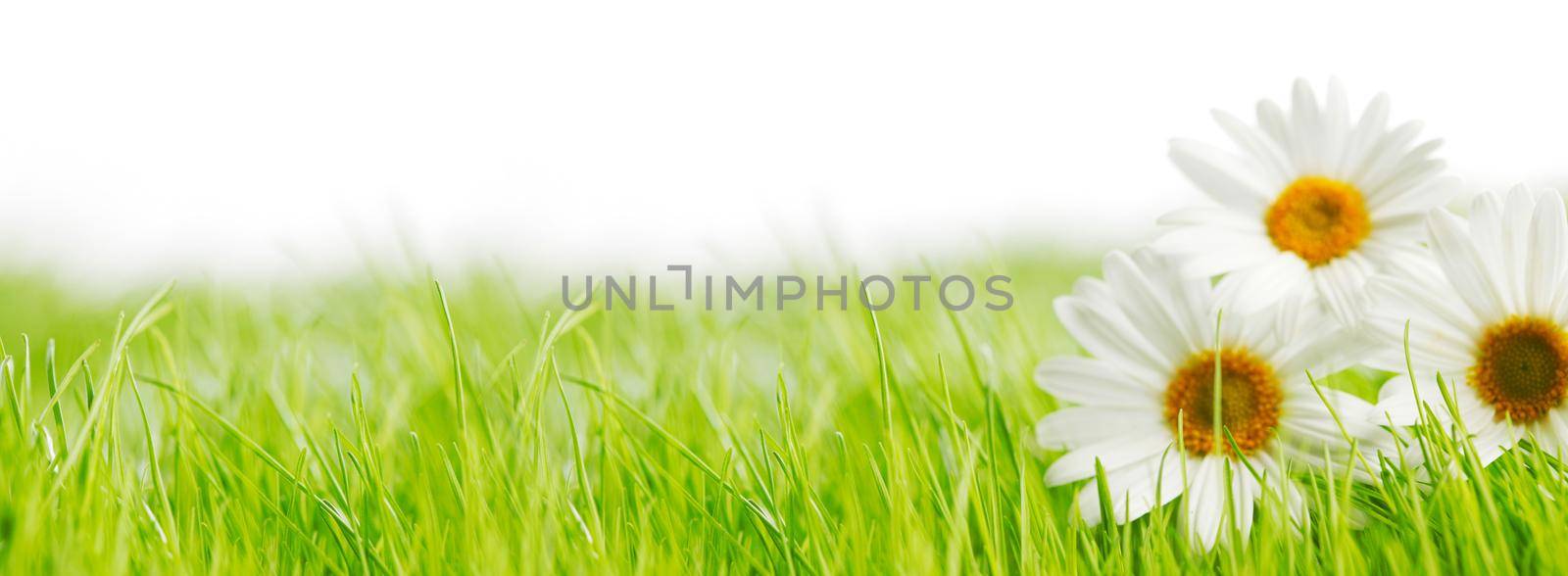 White daisy flowers in green grass isolated on white background, copy space for text
