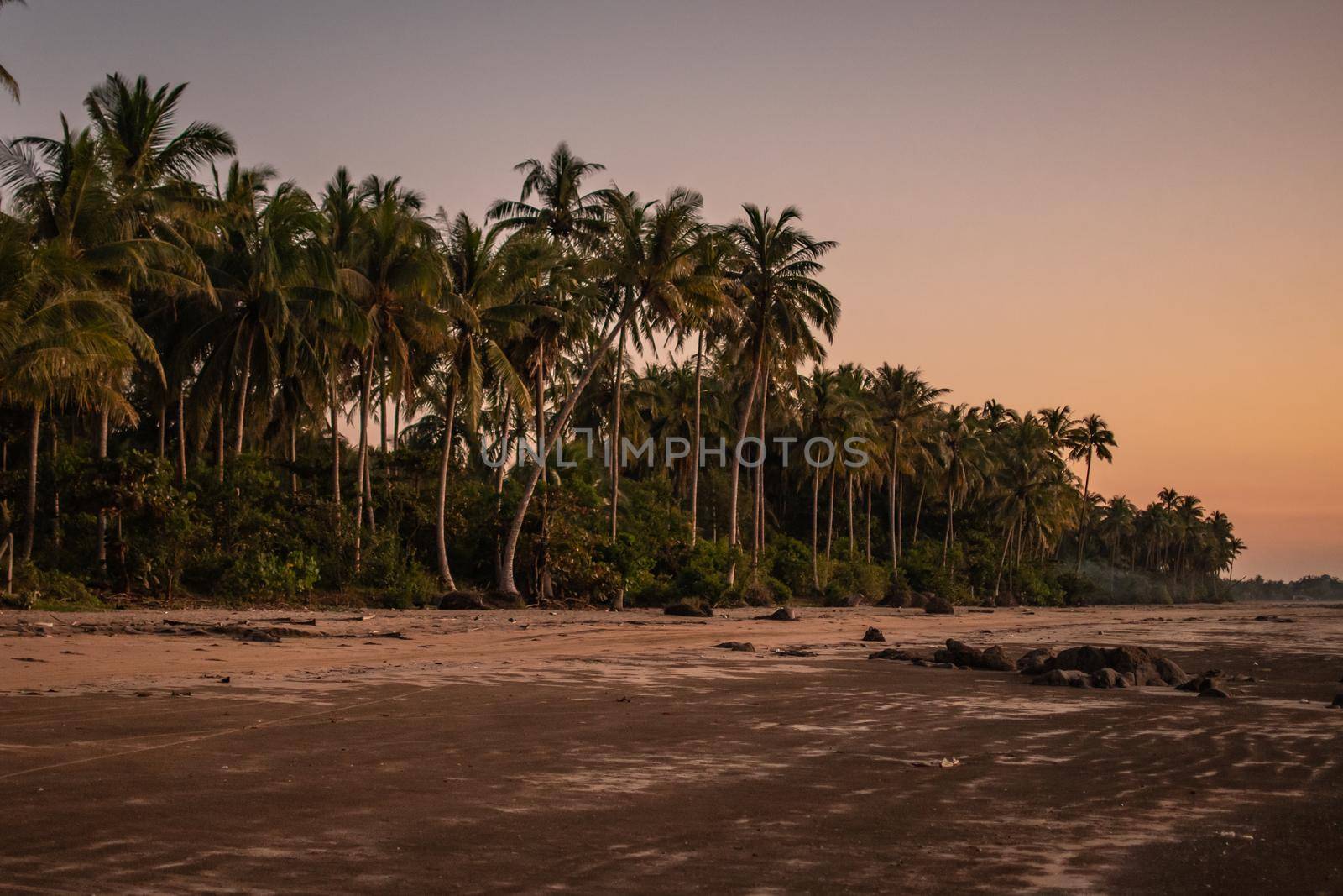 Palm trees on a sand beach during sunset near Ngwesaung, Myanmar by arvidnorberg