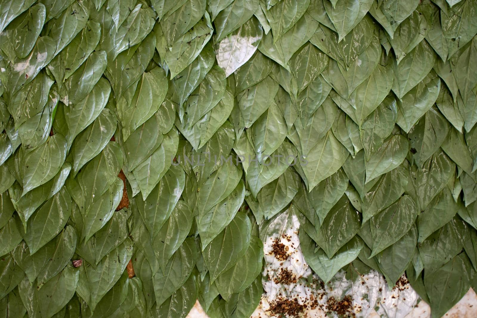 Background of green betel vine leaves with areca nut. Preparing traditional kwu-ya, paan, chewing tobacco in Myanmar