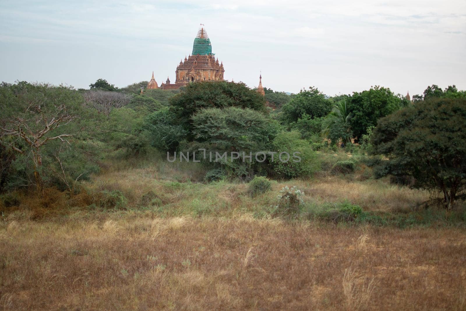 BAGAN, NYAUNG-U, MYANMAR - 2 JANUARY 2020: A historical temple peaking up from the forest and dry fields