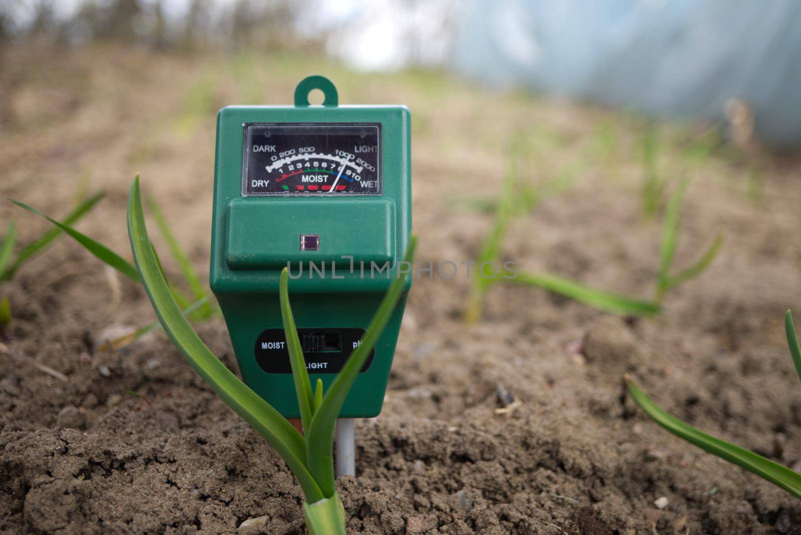 Agricultural meter to measure the moisture and pH content of the soil in a field with fresh green spring seedlings during crop cultivation