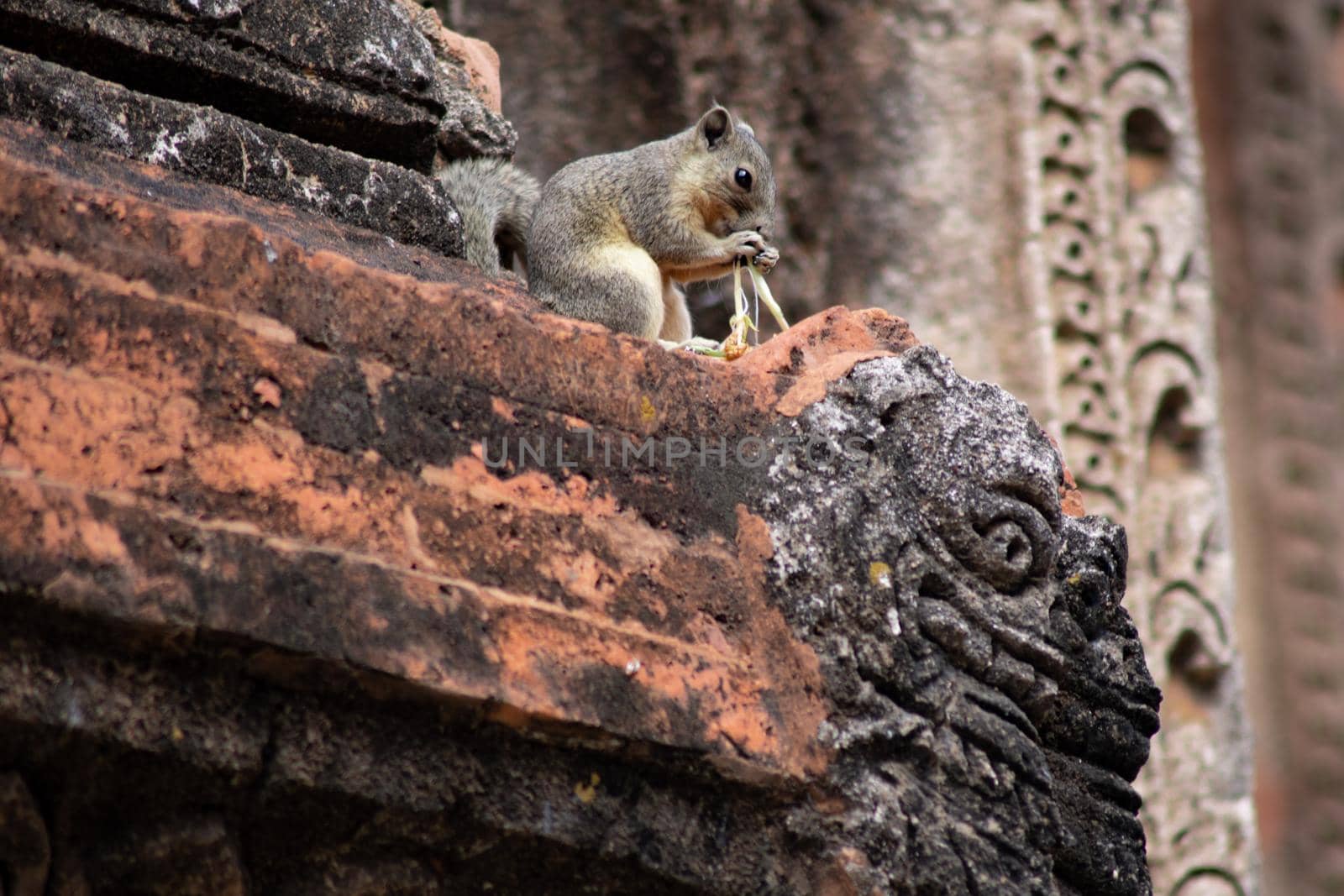 A small squirrel sitting on top of a decorated historic temple wall eating a flower in Bagan, Myanmar