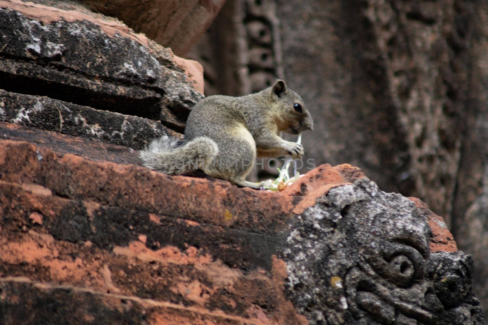 A small squirrel sitting on top of a decorated historic temple wall eating a flower in Bagan, Myanmar