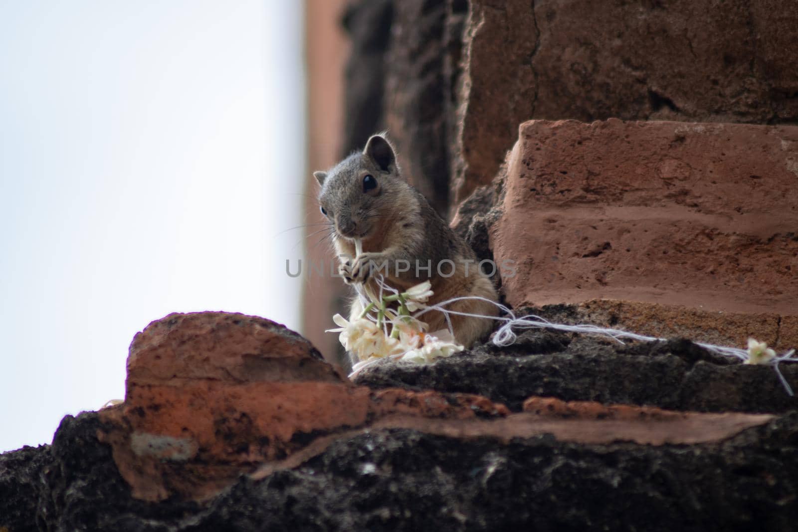 A small squirrel sitting on top of a decorated historic temple wall eating a flower in Bagan, Myanmar