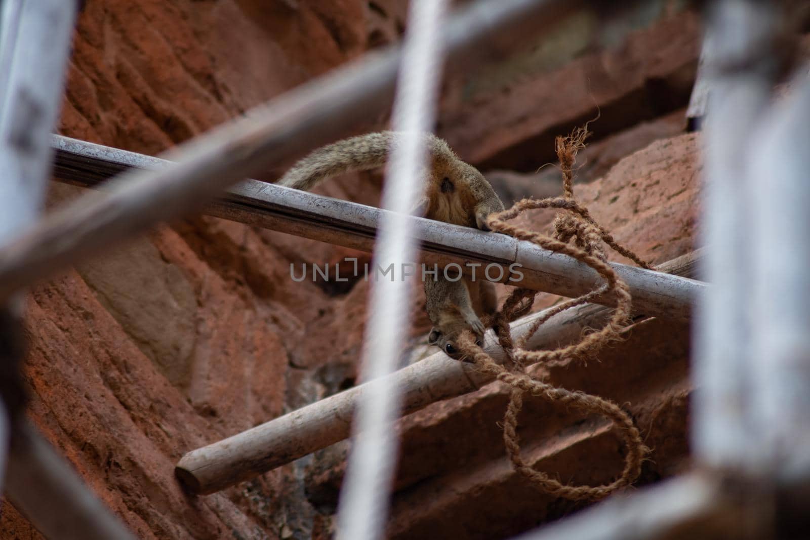 A small squirrel on a bamboo stick playing with a piece of rope by a historic temple in Bagan, Myanmar