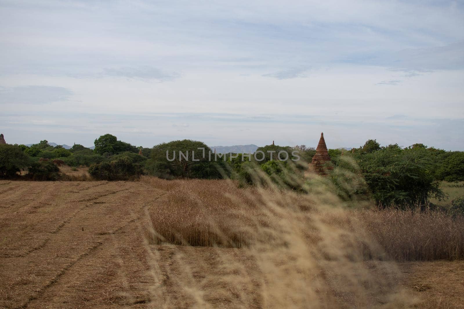 BAGAN, NYAUNG-U, MYANMAR - 3 JANUARY 2020: Several old and historical temple pagodas and green vegetation in the distance from an open dry grass and hay field