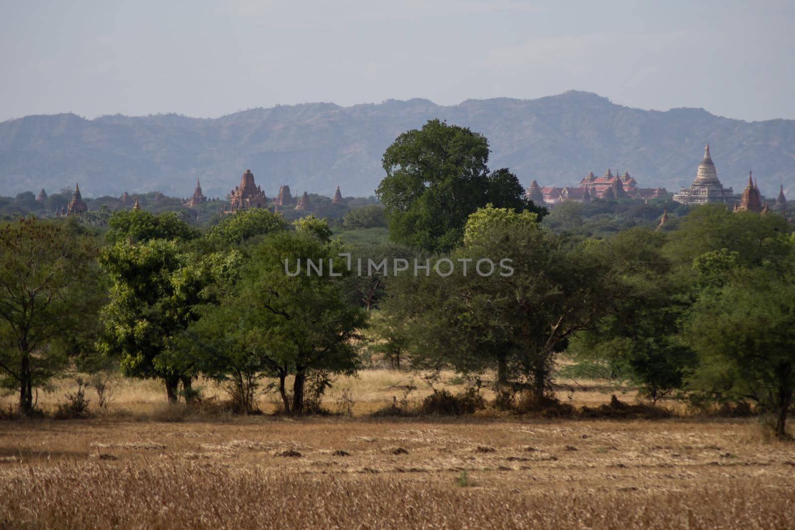 BAGAN, NYAUNG-U, MYANMAR - 3 JANUARY 2020: The top of old and historical temples peaking out above the tree vegetation in the distance from a dry grass field