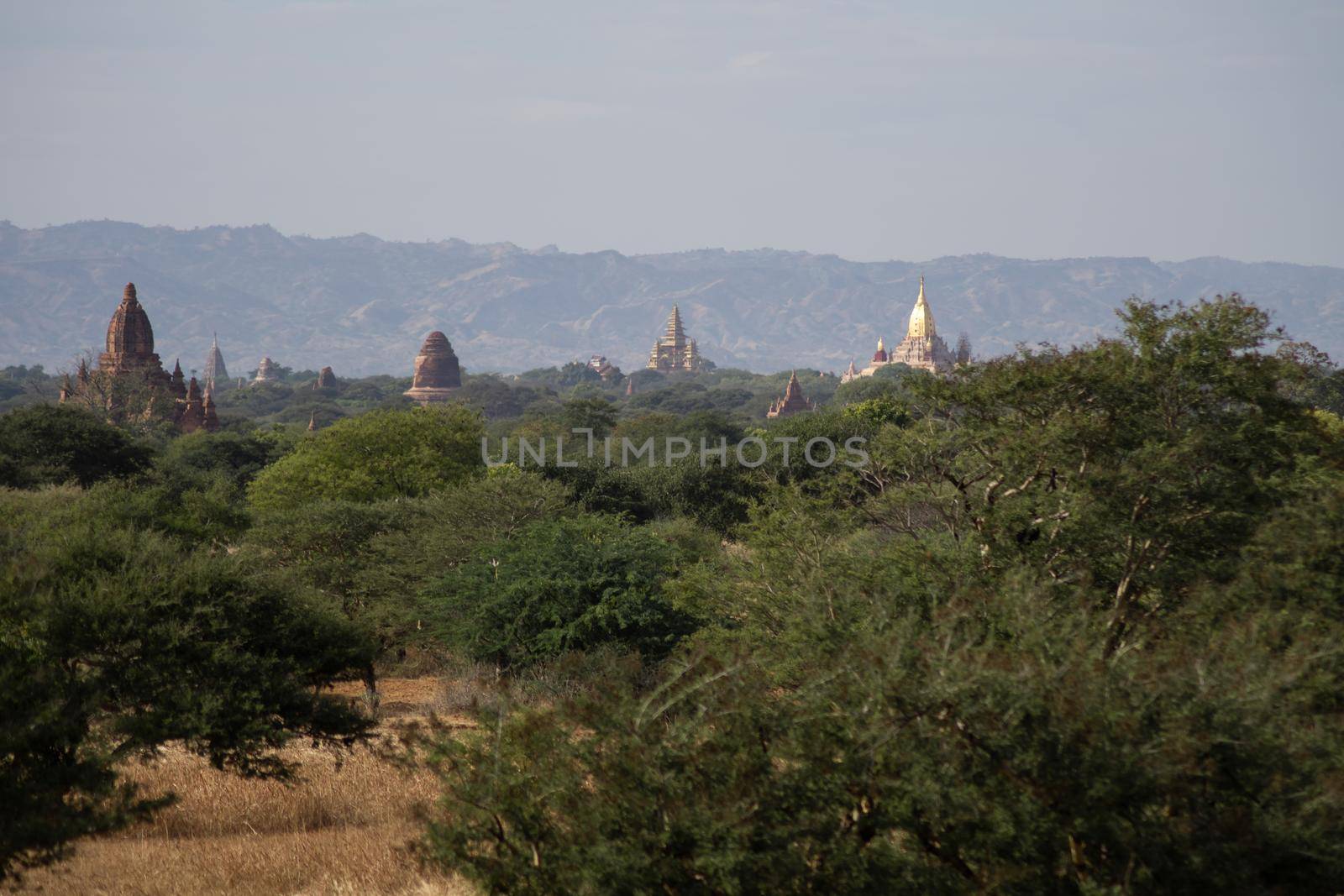 BAGAN, NYAUNG-U, MYANMAR - 3 JANUARY 2020: The top of old and historical temples peaking out above the tree vegetation in the distance