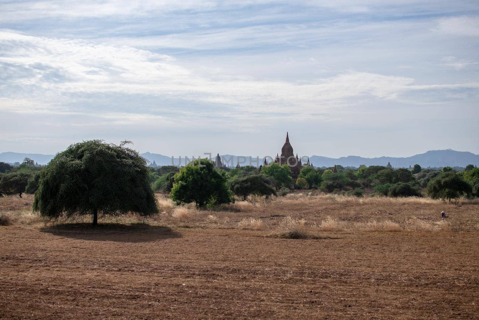 BAGAN, NYAUNG-U, MYANMAR - 3 JANUARY 2020: The top of old and historical temples peaking out above the tree vegetation in the distance from a dry grass field