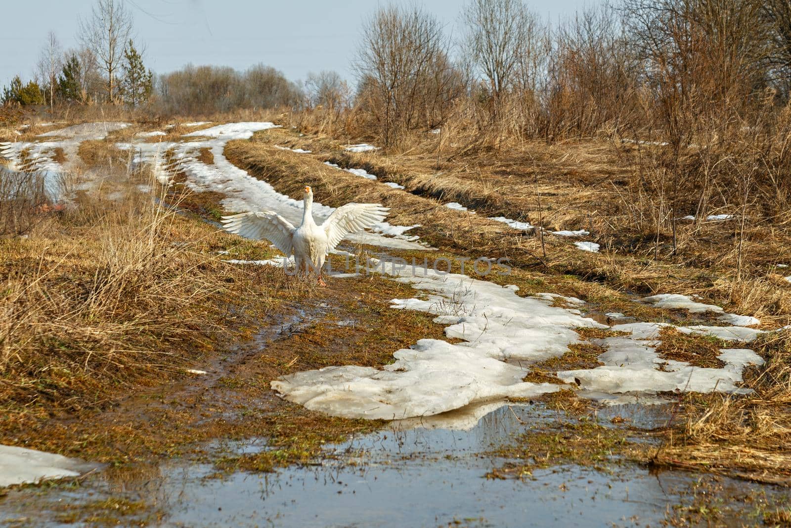 White goose spread its wings in middle of lawn with brown grass and patches of snow.