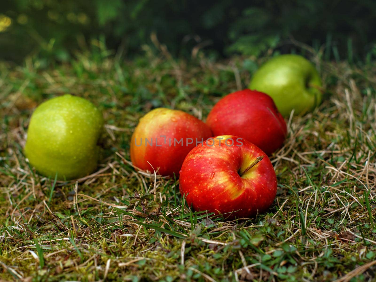 Apples with red and green skin lie on grass in spring day. Selective focus