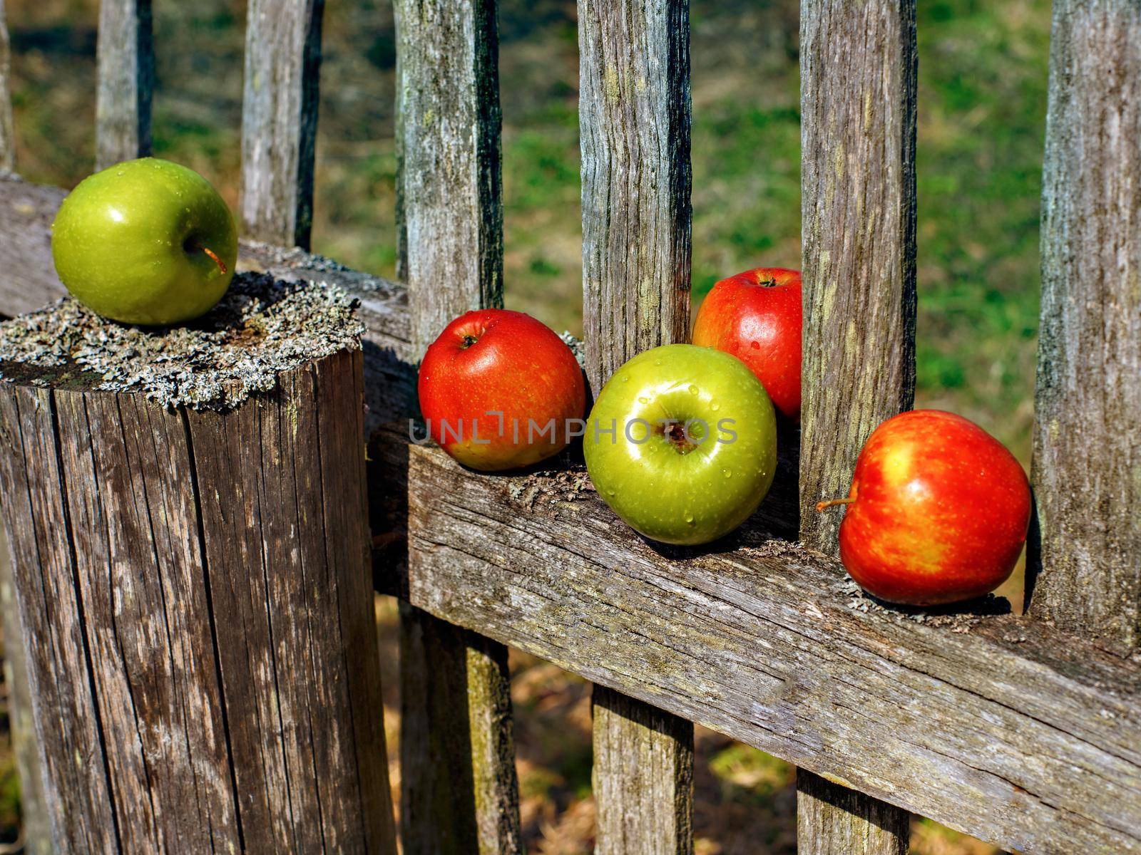 Red and green apples lie on boards of wooden fence.