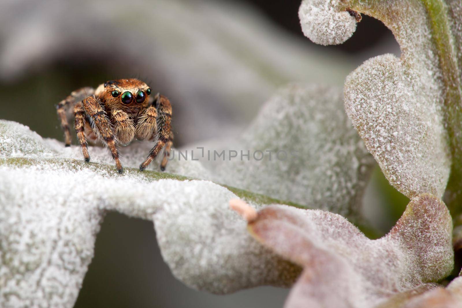 Jumping spider on the white mold oak leaf