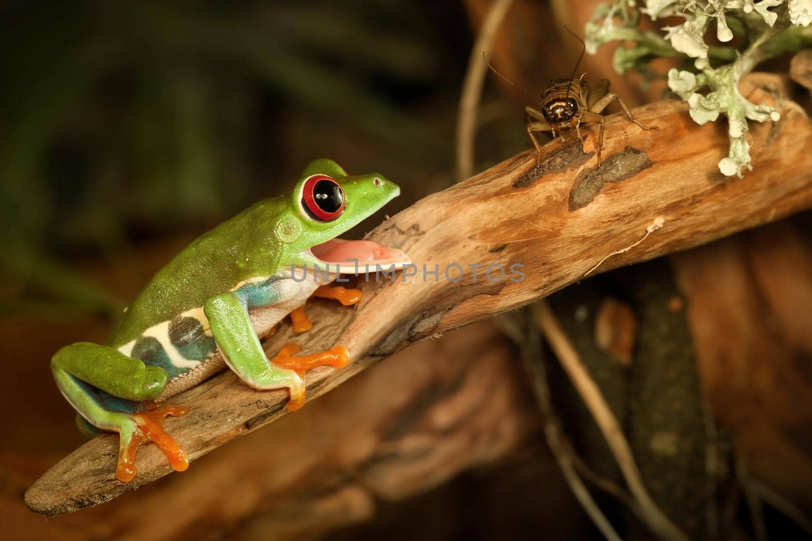 Red-eye frog opens his mouth and hunting brown cricket