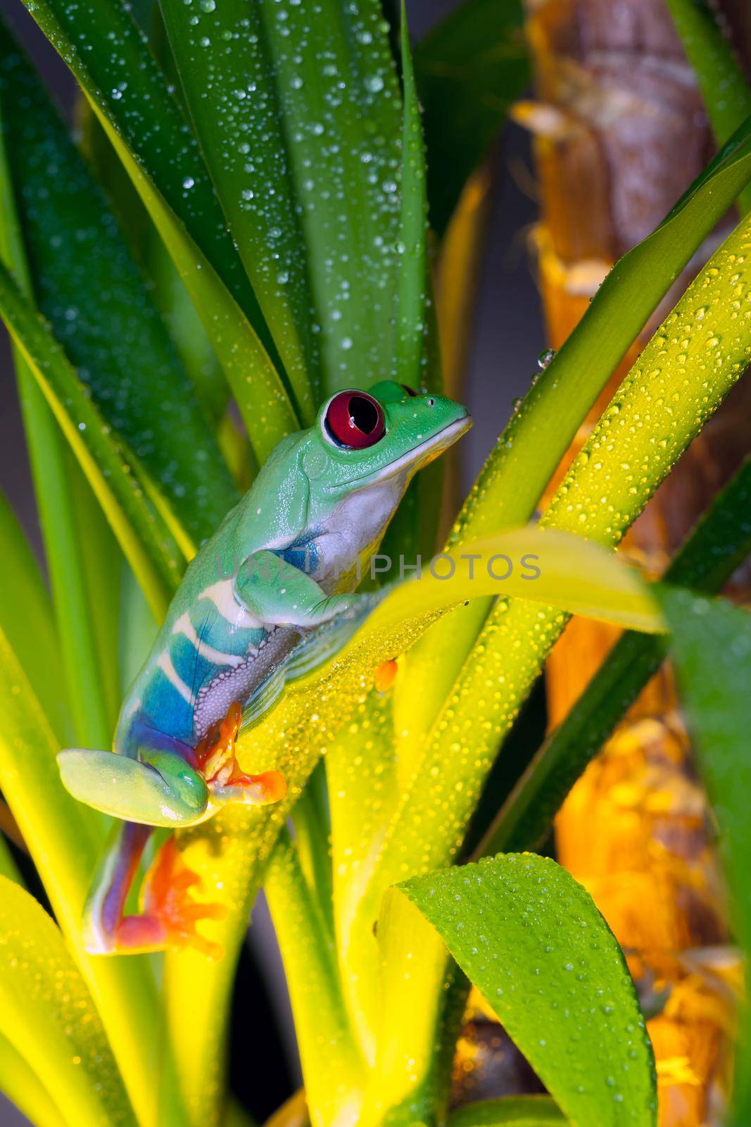 Red-eyed tree frog climbs on the yellow-lit leaves of the plant with shiny droplets of dew