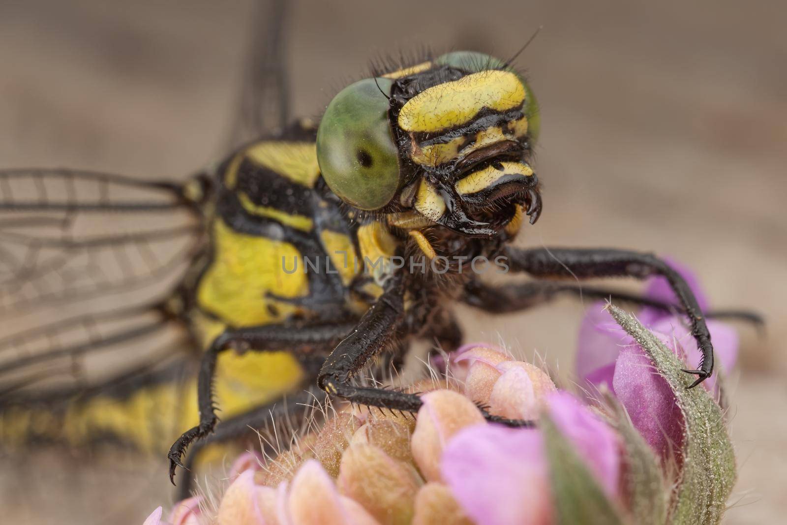 Dragonfly on a flower by Lincikas