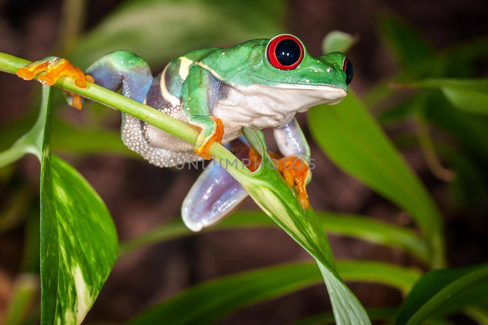 Red eyed tree frog ready to jump by Lincikas